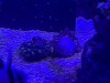 Zoas IMG_3841.jpg